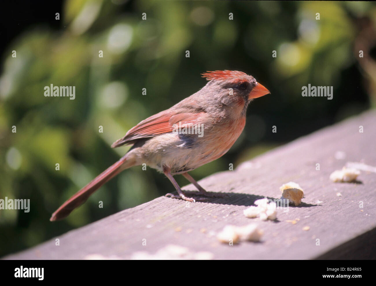 FEMALE NORTHERN CARDINAL Stock Photo