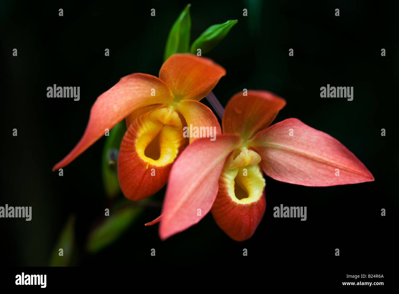 Phragmipedium Orchid, Type Ouaisne Stock Photo