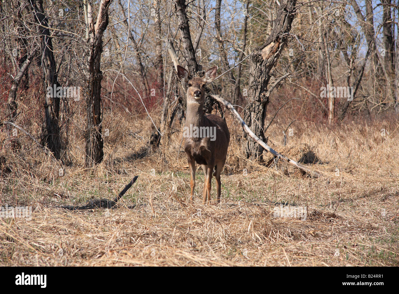 Deer in Inglewood Bird Sanctuary, Calgary, Alberta Stock Photo