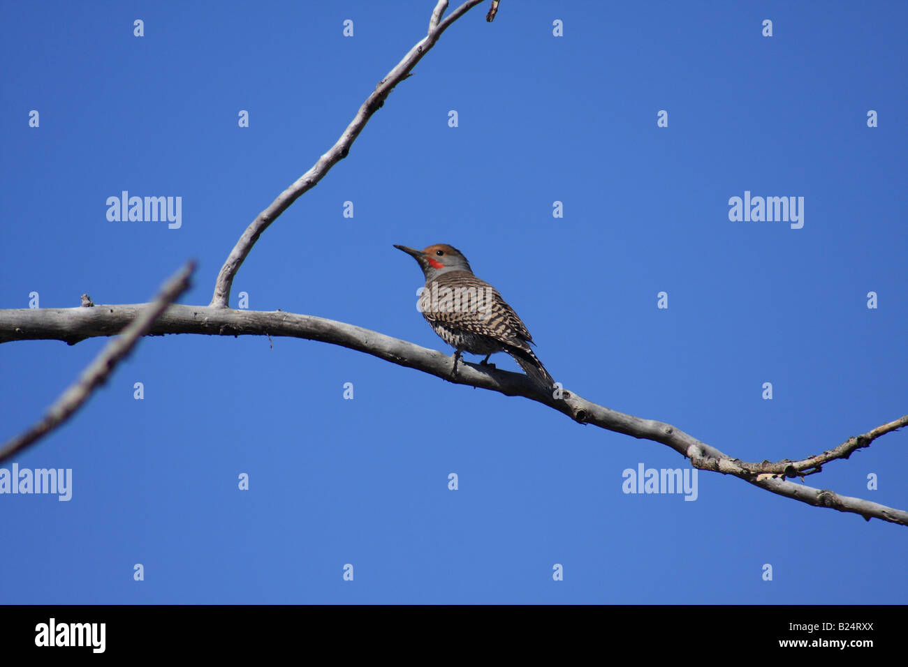 Northern Red Shafted Flicker, Calgary, Alberta Stock Photo