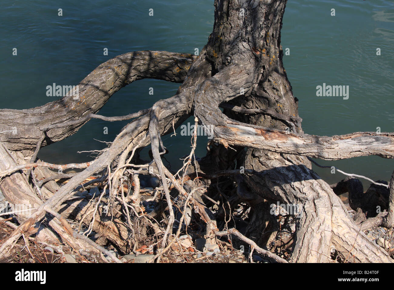 Tangled roots above Bow river, Inglewood Bird Sanctuary, Calgary, Alberta Stock Photo
