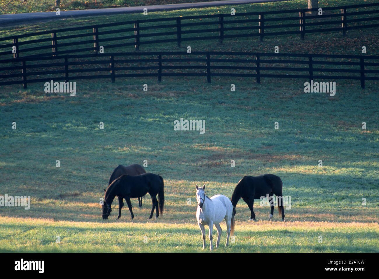 Thoroughbred horses at kentucky farm in morning at sunrise Stock Photo