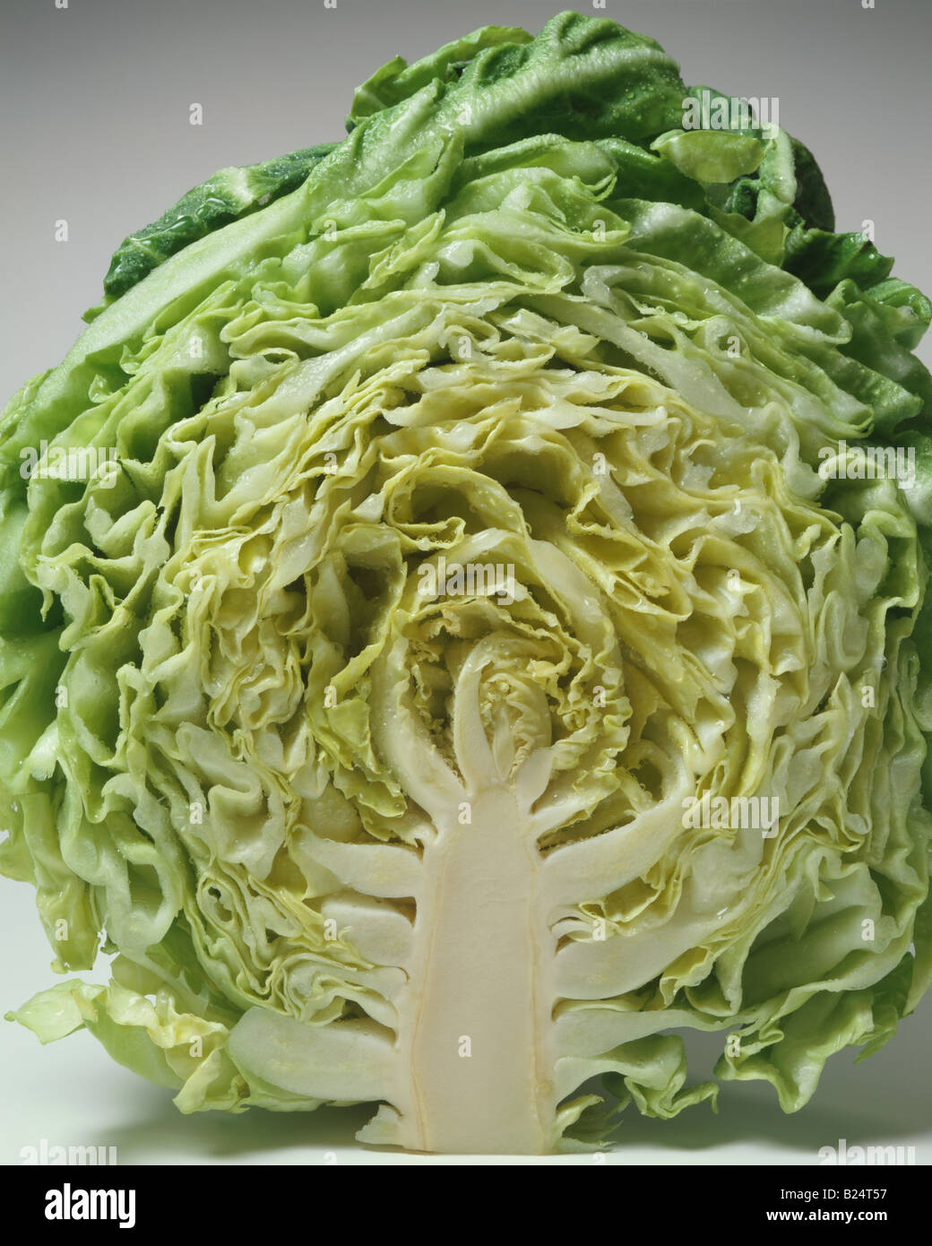 Cabbage Stock Photo