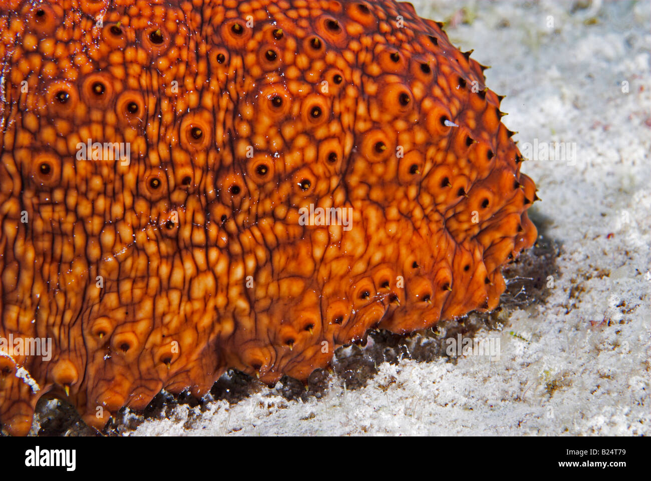 Closeup 'Sea cucumber' Actinopyga agassizii on sandy substrate Bahamas Stock Photo