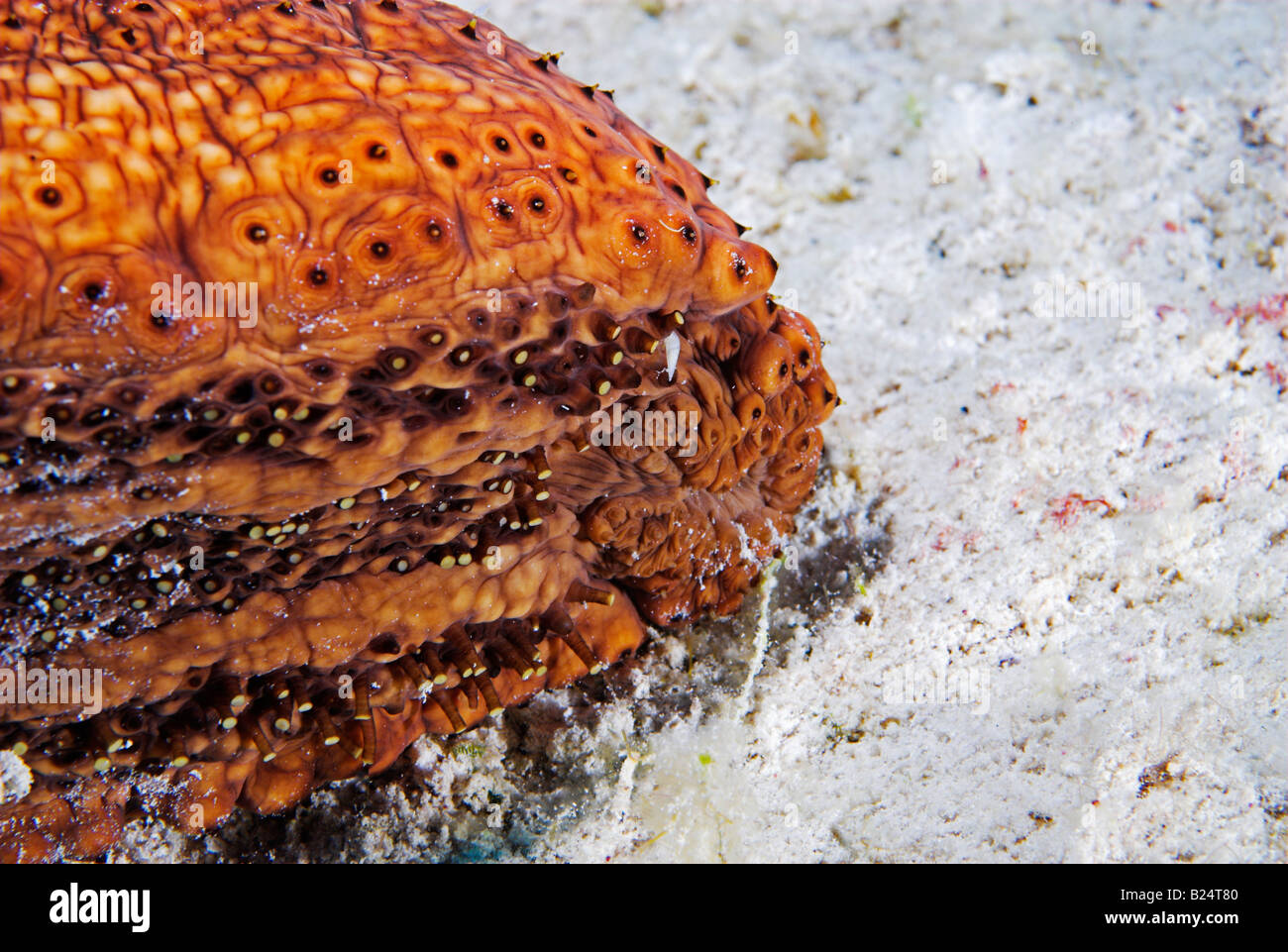 Closeup underside with tube feet and mouth 'sea cucumber' Actinopyga agassizii Bahamas Stock Photo