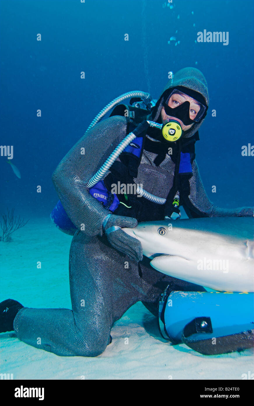 Chain mail clad scuba diver with Caribbean reef shark Carcharhinus perezi on her lap [Grand Bahama Island] UNEXSO Stock Photo