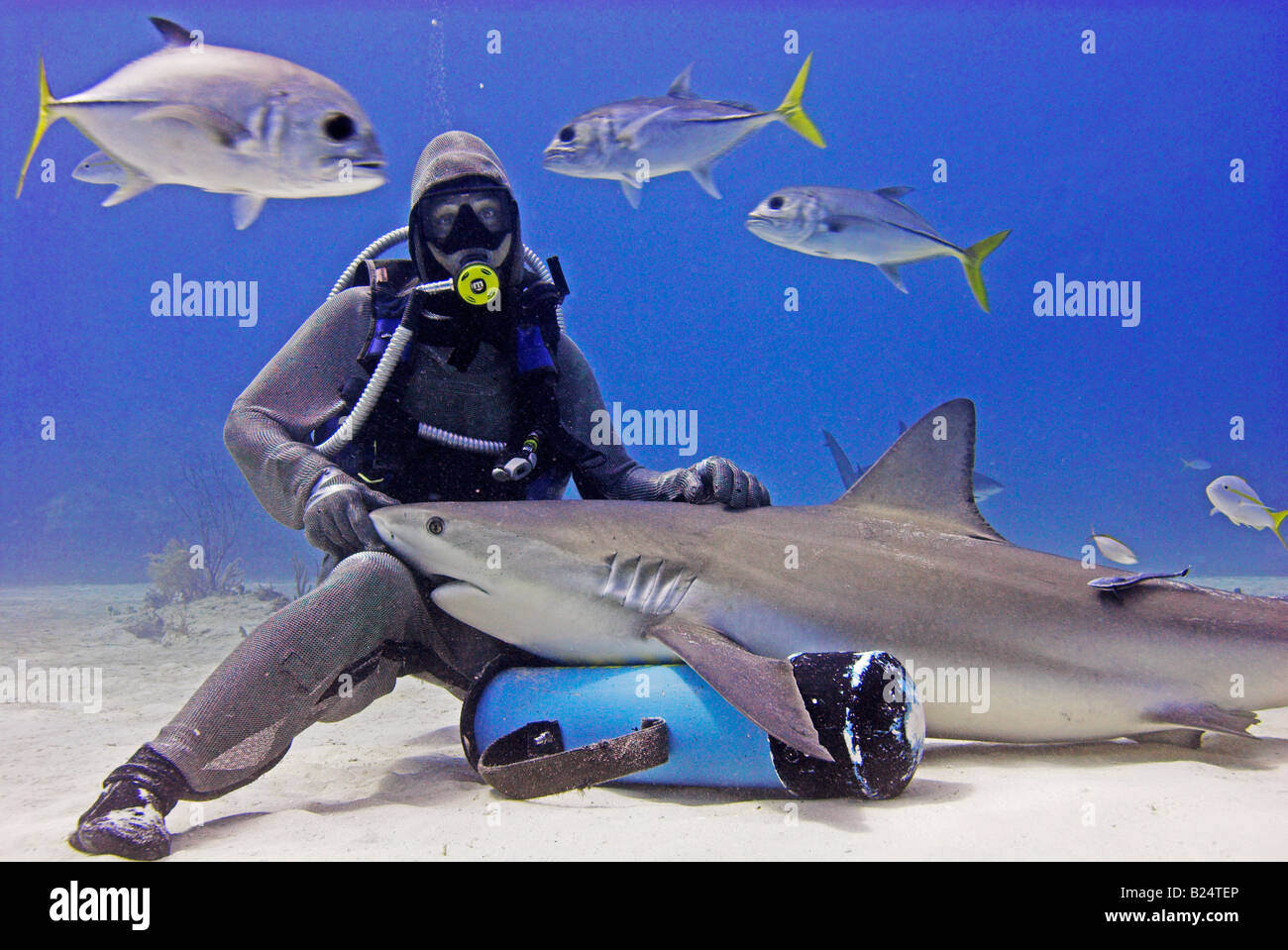 Chain mail clad scuba diver with Caribbean reef shark Carcharhinus