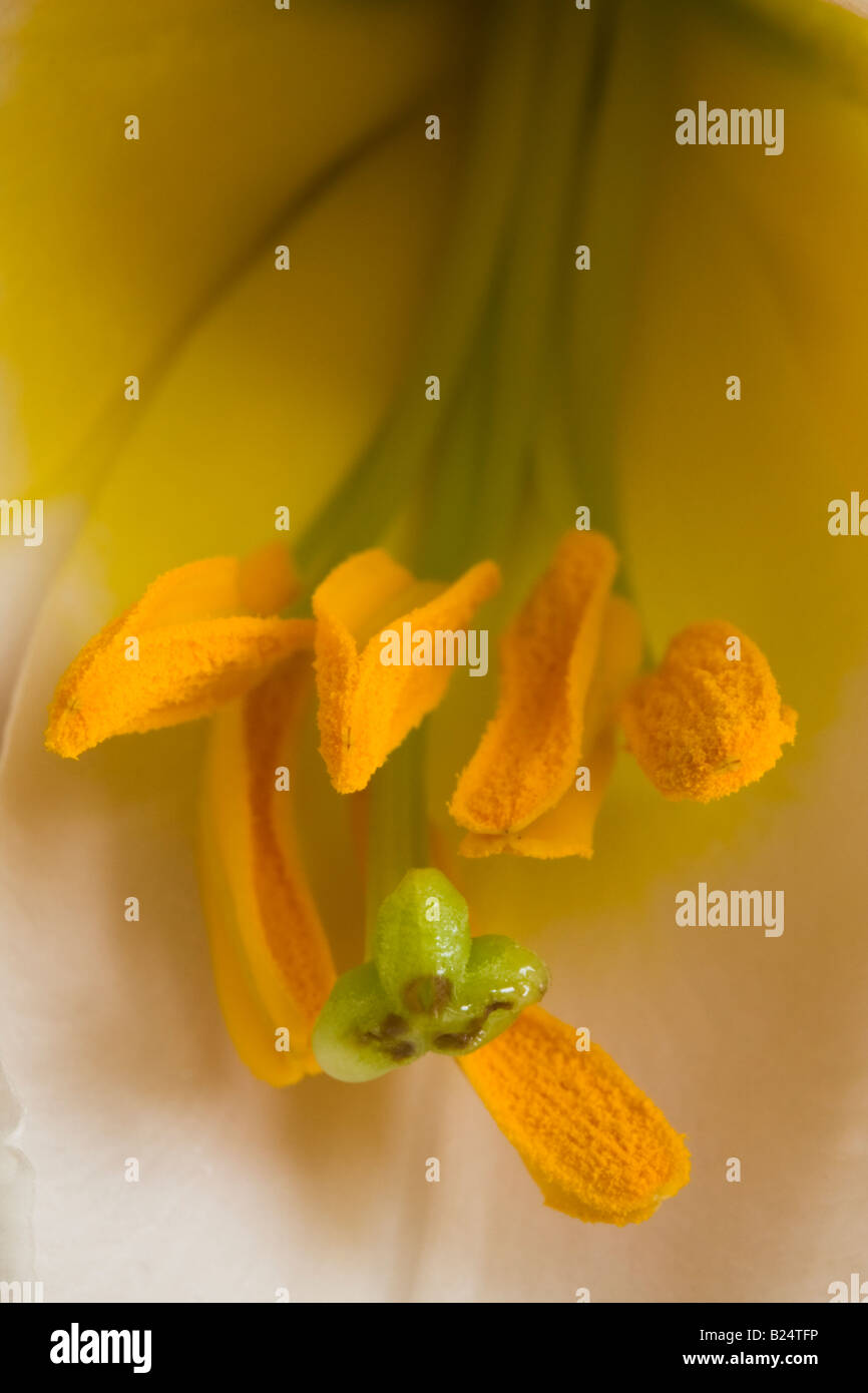 Macro image of Trumpet Lily Stock Photo