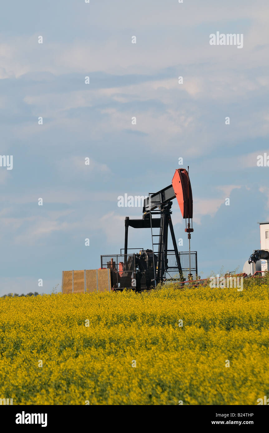 An oil pump in a field of canola Stock Photo