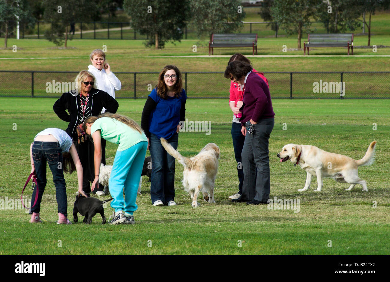 Exercising dogs in a suburban park, Melbourne, Australia Stock Photo