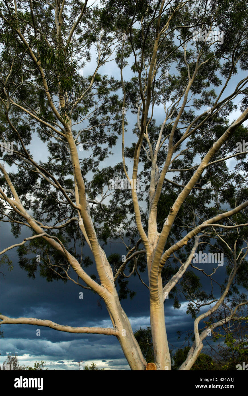Eucalyptus citriodora, lemonscented gum, Australia Stock Photo Alamy