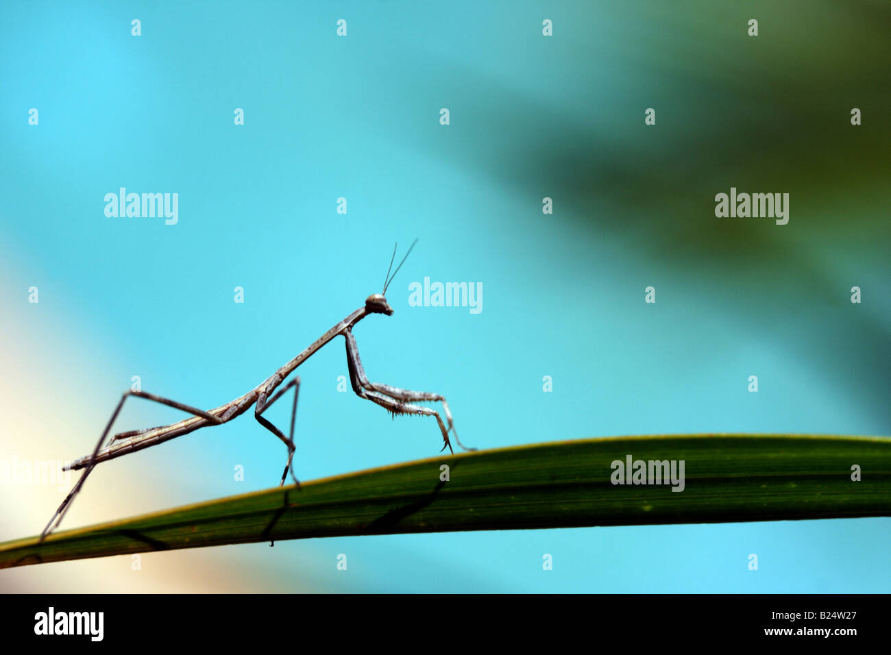 mantis bda