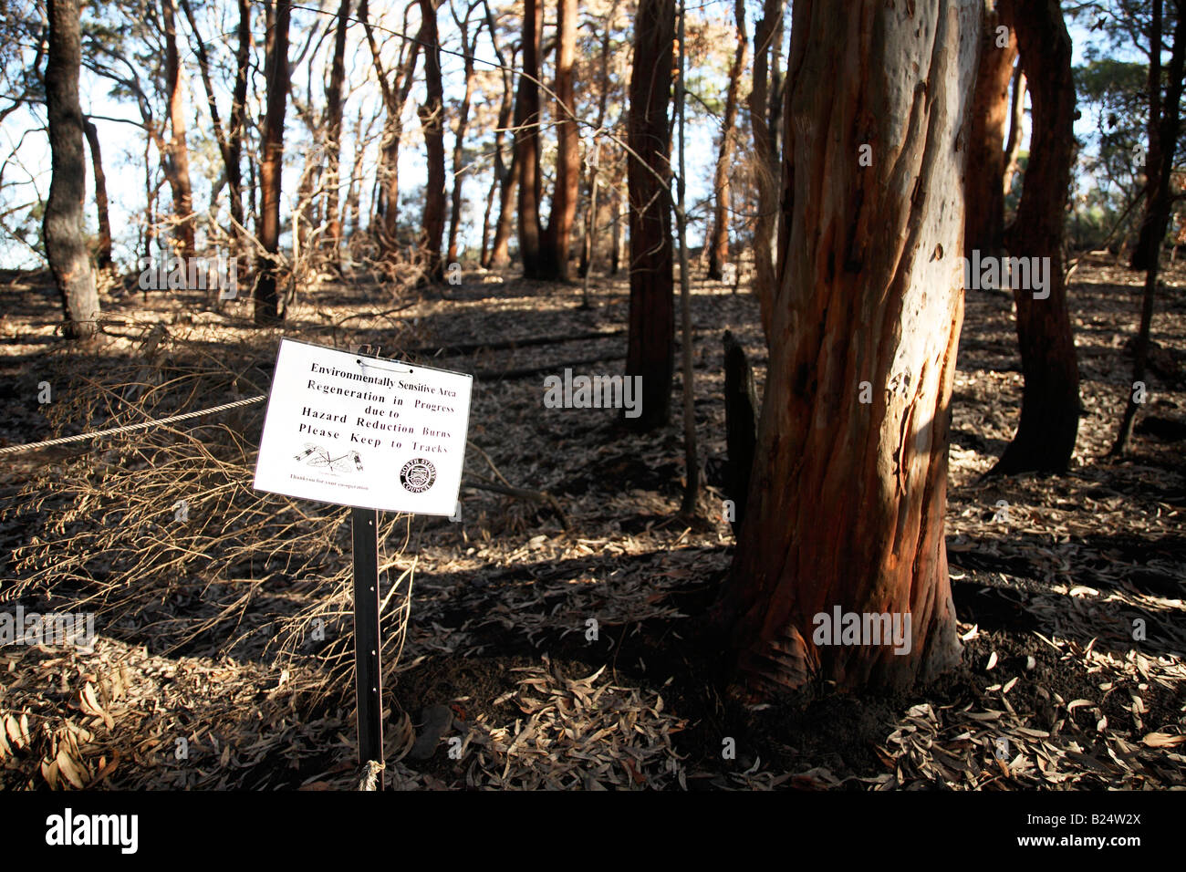 Forest Regeneration Balls Head Reserve Waverton New South Wales Australia Stock Photo