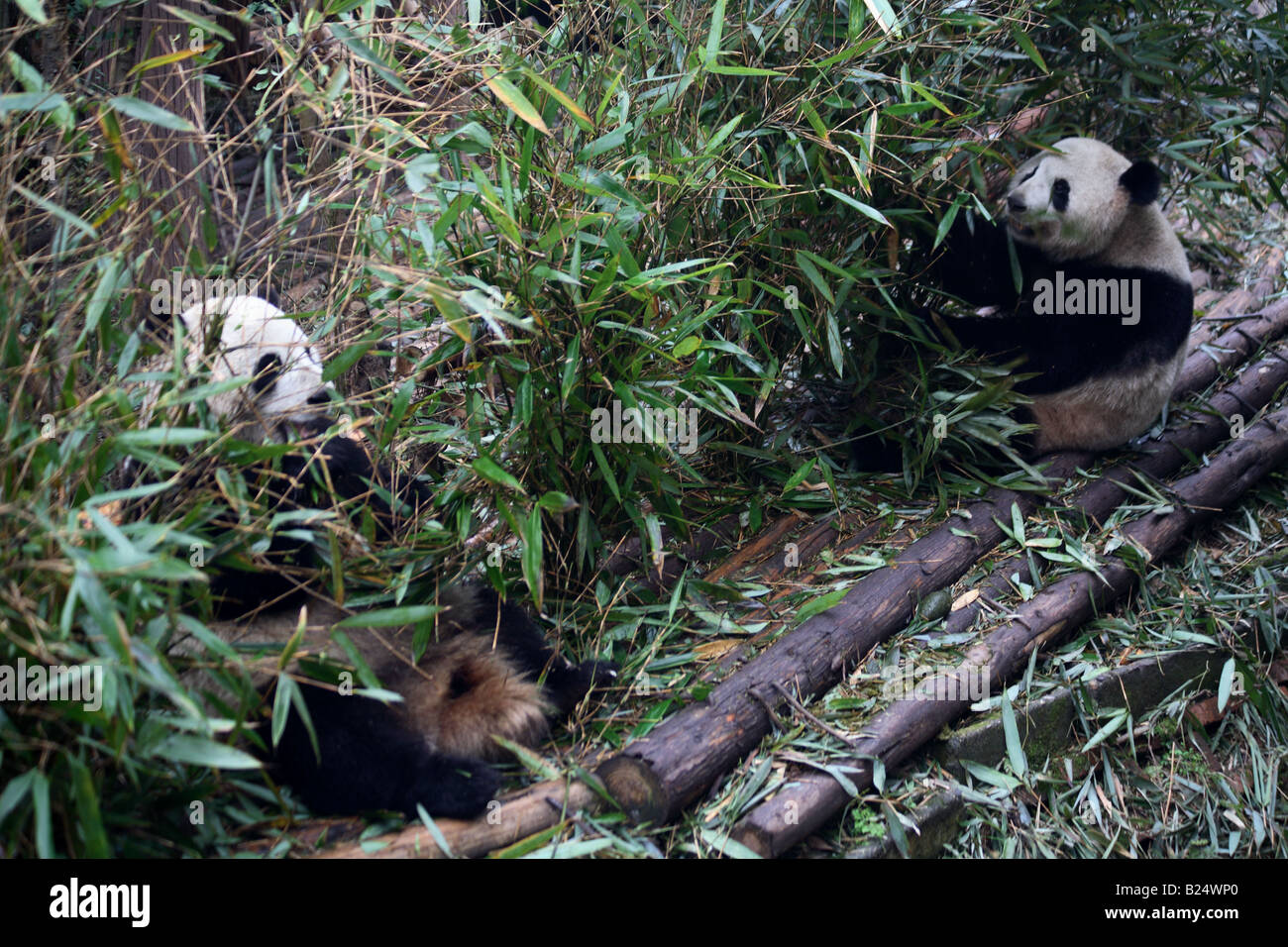 The great Chinese Panda Bear Stock Photo