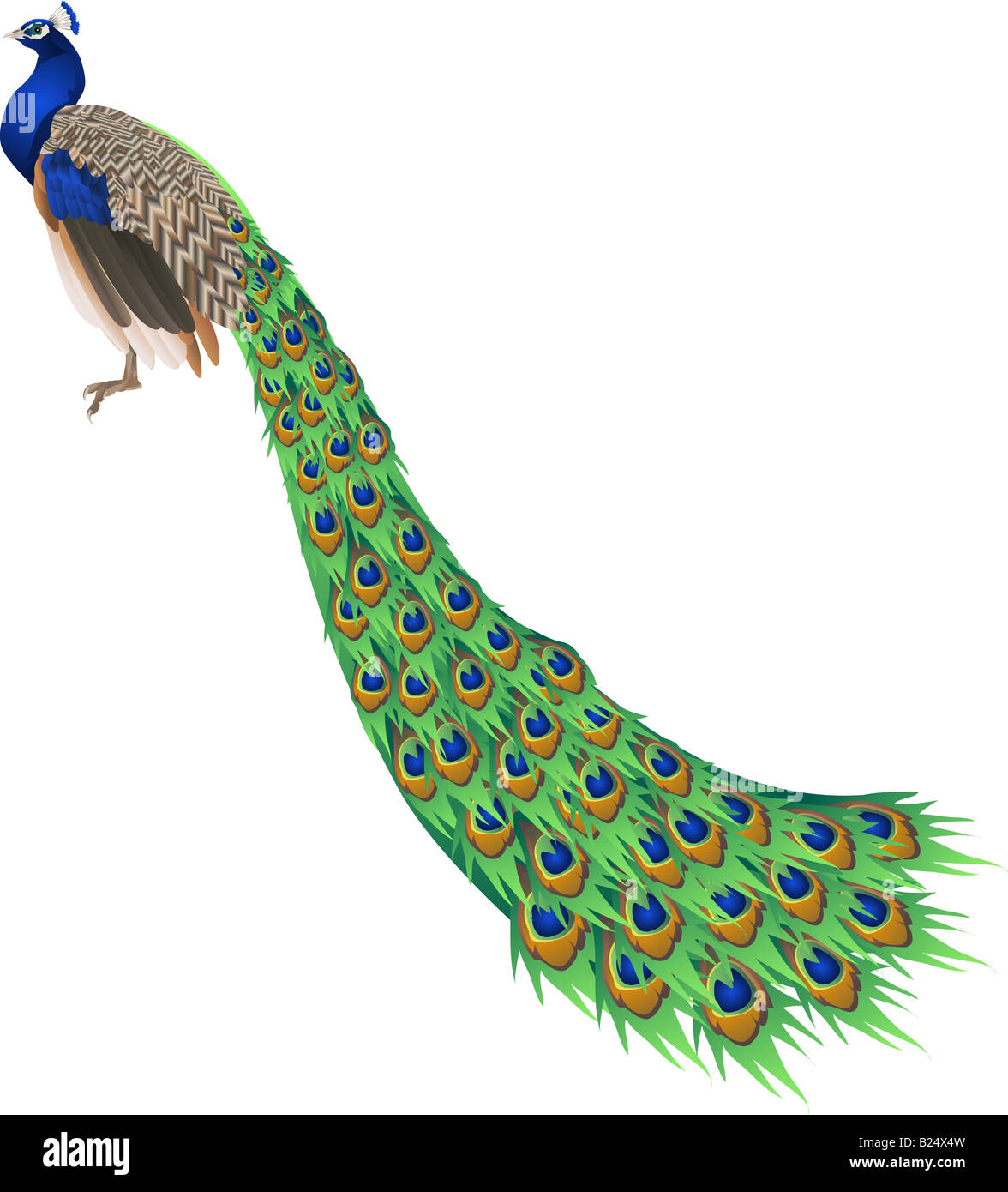 An illustration of a peacock with long tail Stock Photo
