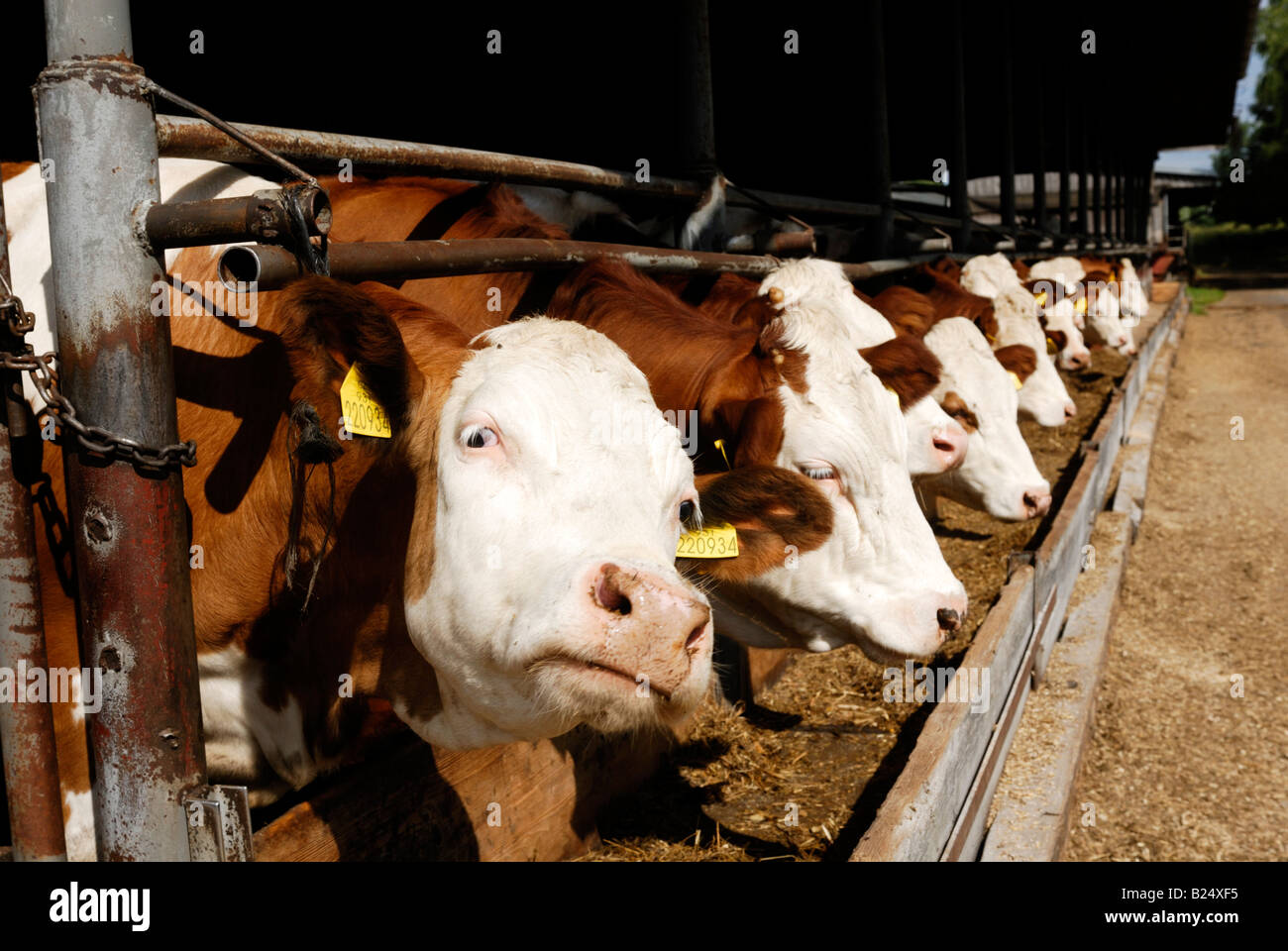 Cows in cow shed central europe Stock Photo Alamy