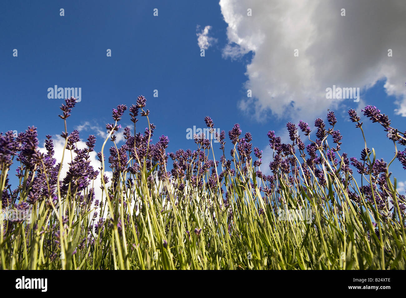 Lavender crop abstract Stock Photo