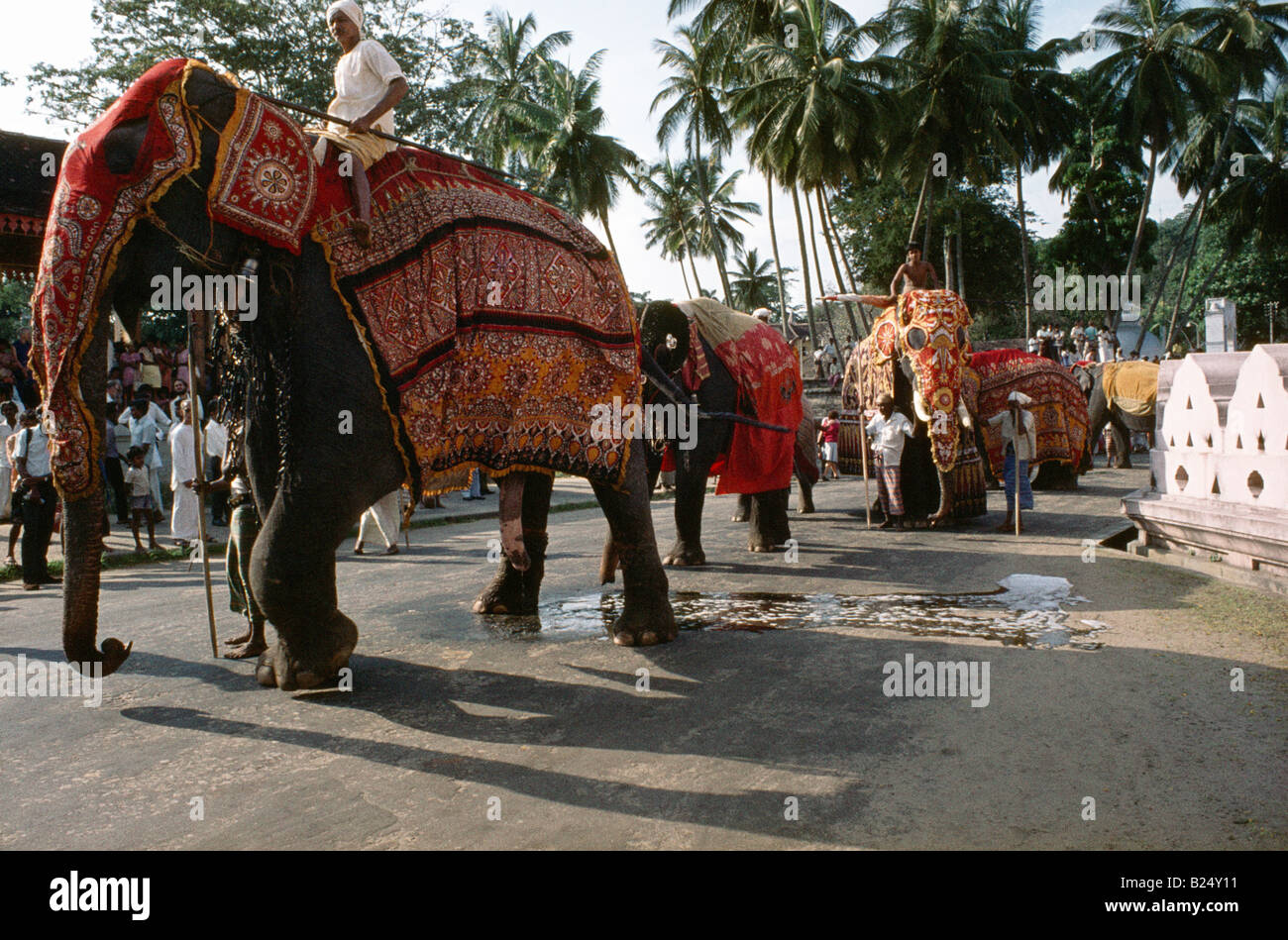 Kandy Sri Lanka Perehera Decorated Elephant Stock Photo
