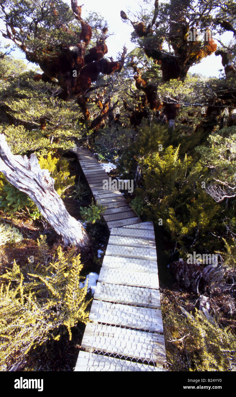 Boardwalk through the alpine landscape of Key Summit on the Routeburn Track, Fiordland, New ...