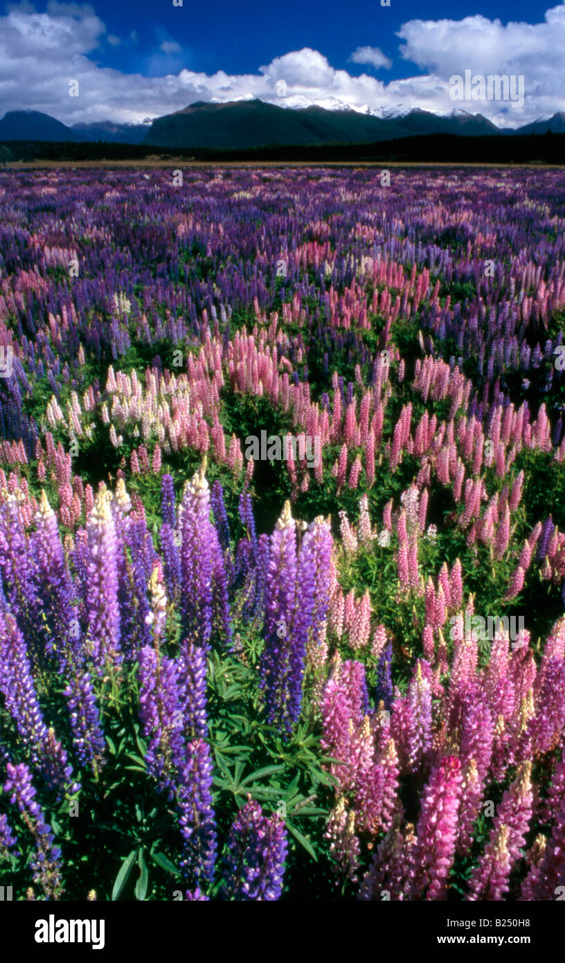 Lupins (Lupinus) create a blaze of colour in the valleys of ...