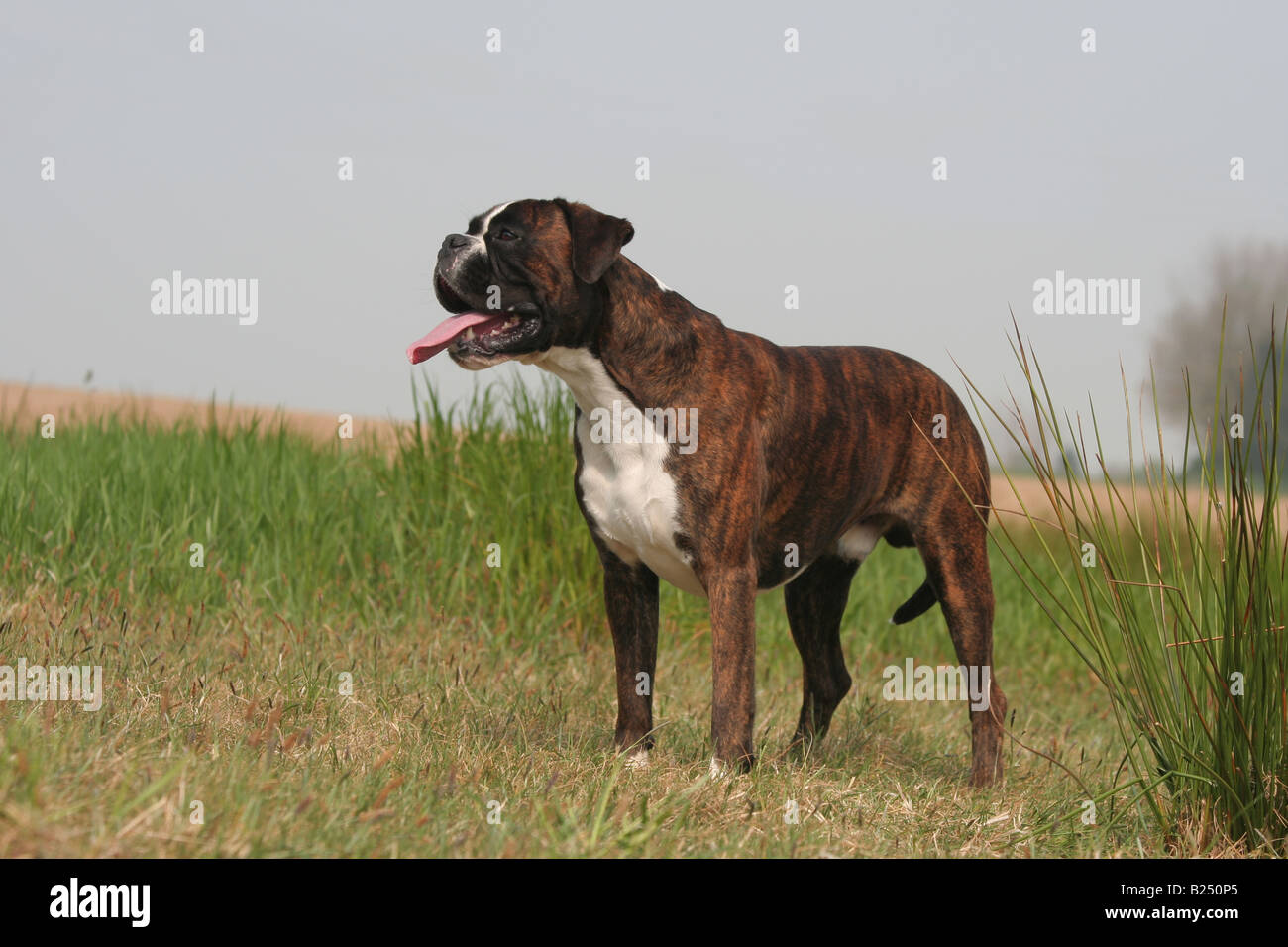 Animal boxer dog domestic guard heaven mammal nature outdoor pet