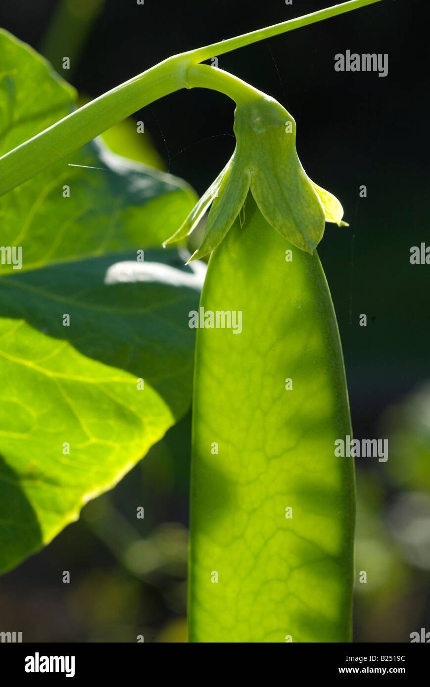 Close-up of a backlit developing pea pod on a sunny day, Devon, UK Stock Photo