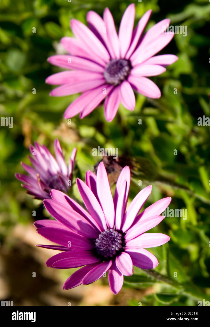 Common Purple daisy (Bellis perennis) Stock Photo