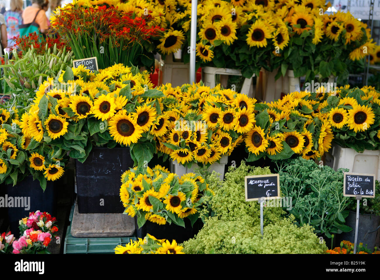 Sunflowers at the market of Carouge (Geneve, Swiss) Stock Photo