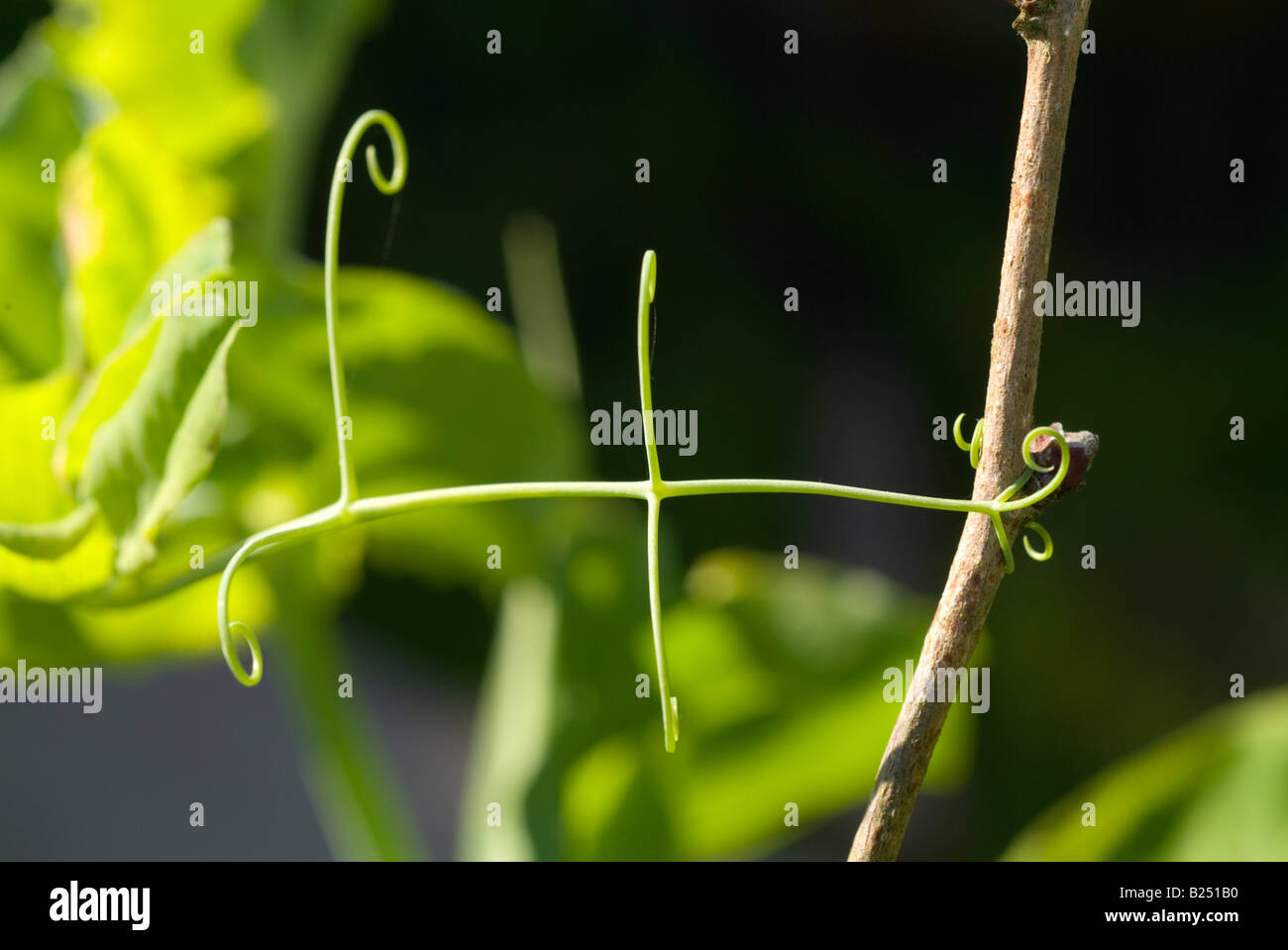 Sunny close-up of tendrils on garden peas. Devon, UK Stock Photo