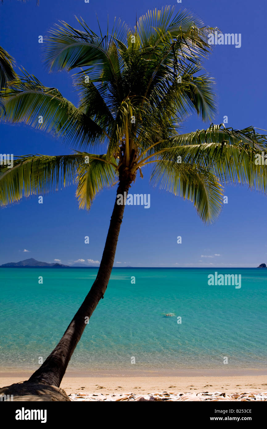 Palm Tree in front of beach, Brampton Island, Whitsunday Islands, Great