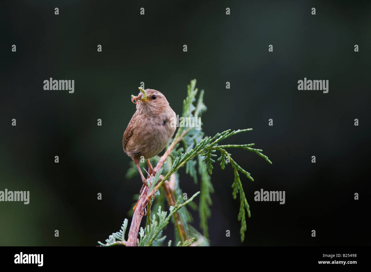 Troglodytes troglodytes. Wren with a spider and caterpillar in its beak perched on a tree Stock Photo