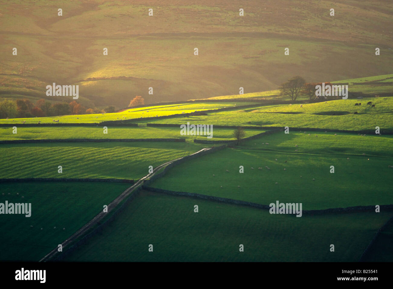 Sun dappled farm fields near Rookhope in the Wear Valley, County Durham, England Stock Photo