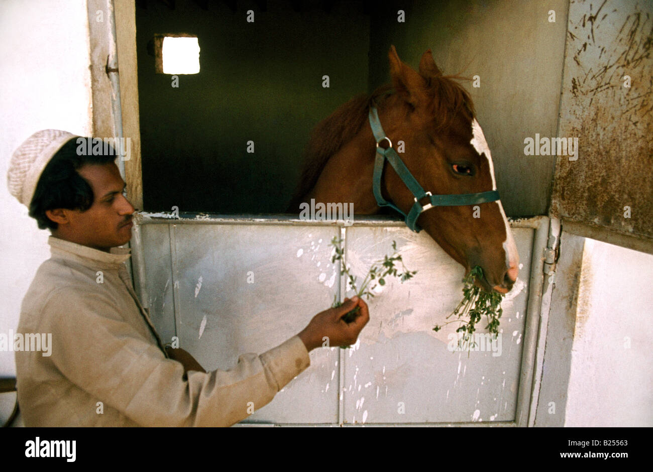 Abha Saudi Arabia Ali Bin Faisals Stable Door Horse Stock Photo