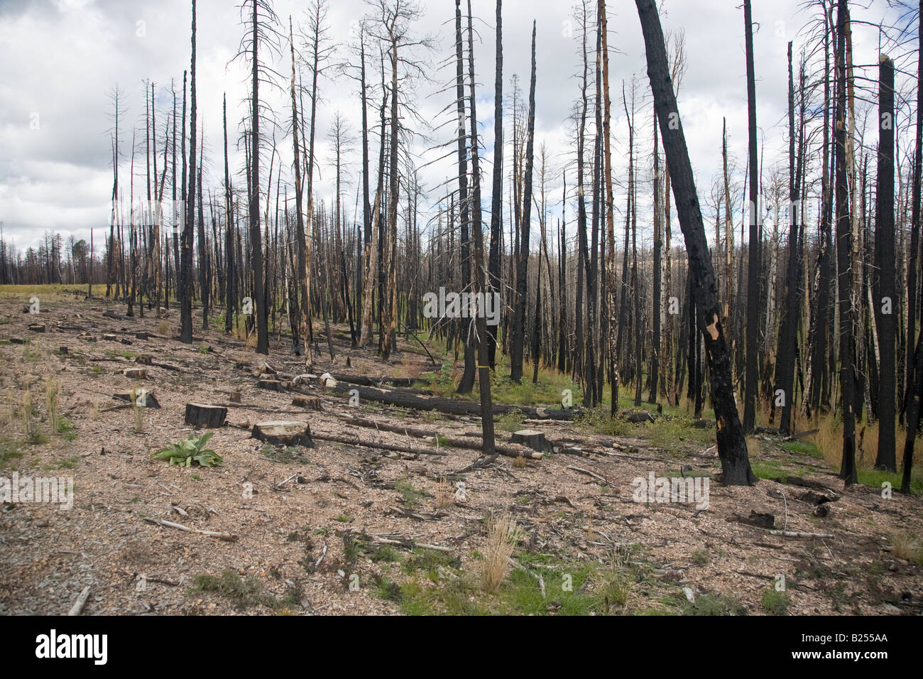 After Forest Fire Kaibab National Forest Arizona USA Stock Photo Alamy