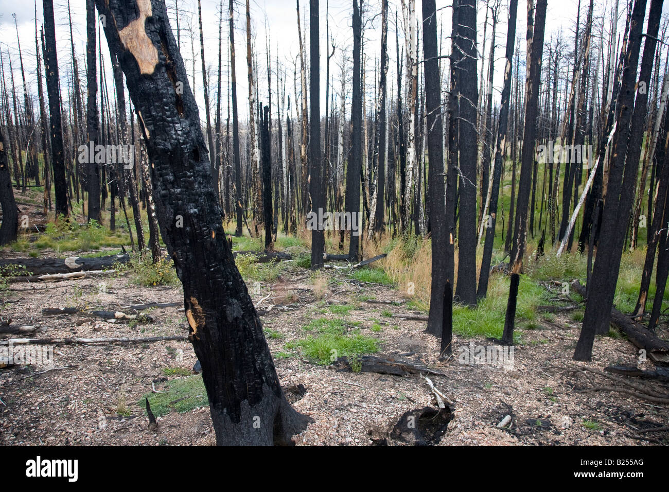 After Forest Fire Kaibab National Forest Arizona USA Stock Photo Alamy