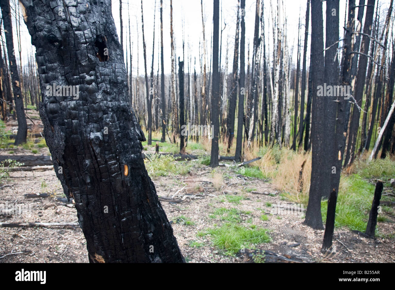 After Forest Fire Kaibab National Forest Arizona USA Stock Photo Alamy