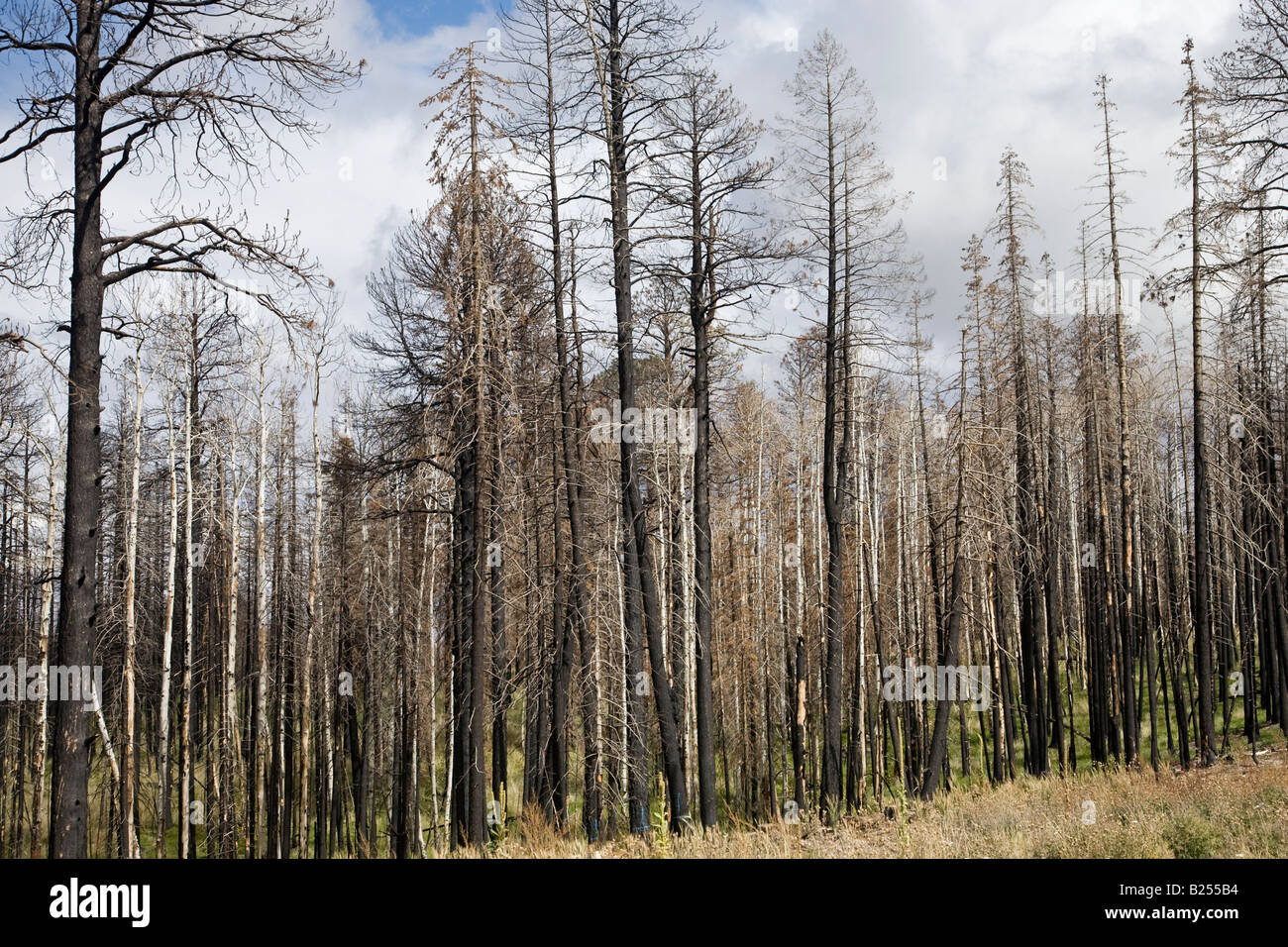 After Forest Fire Kaibab National Forest Arizona USA Stock Photo Alamy