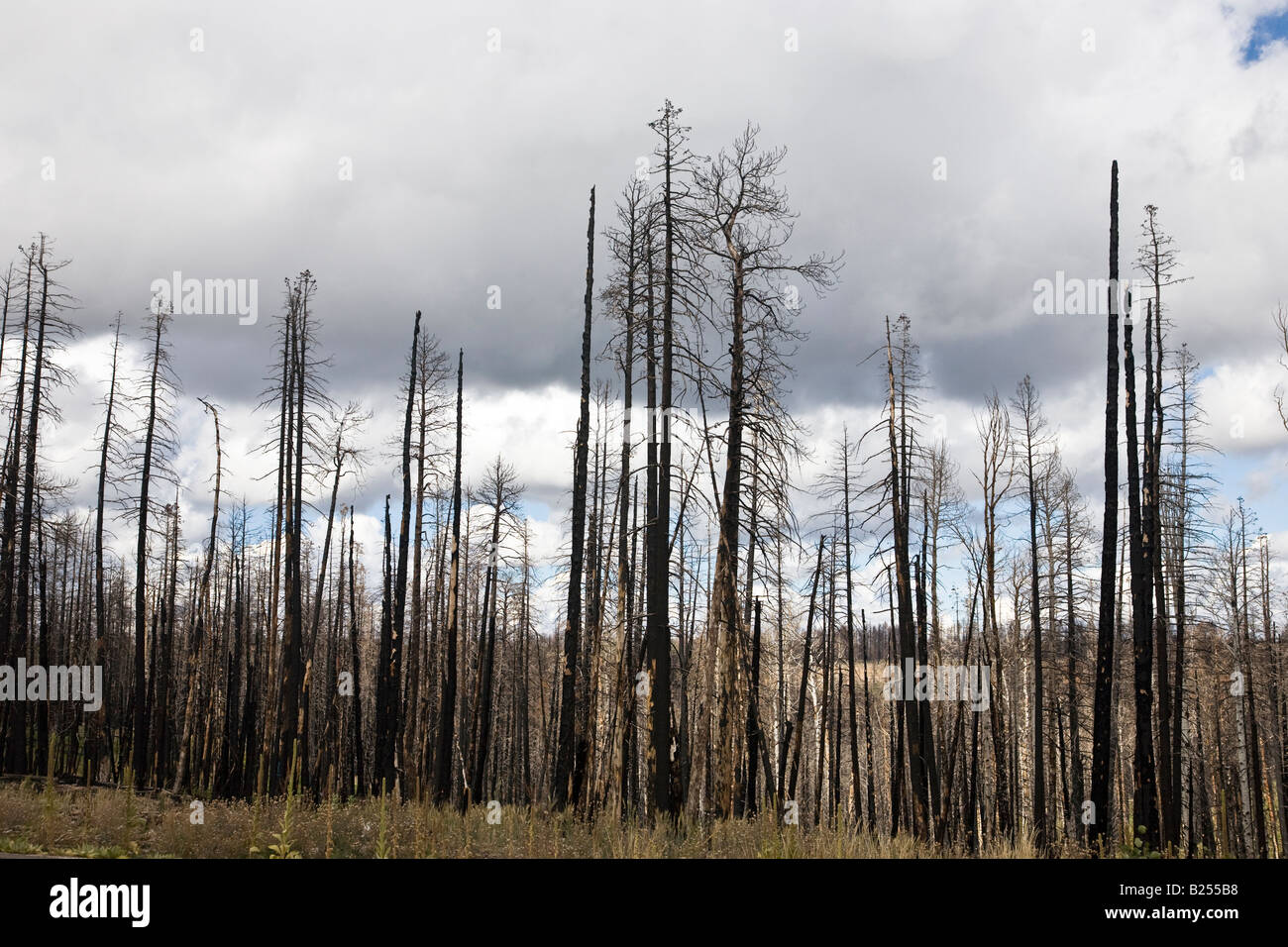 After Forest Fire Kaibab National Forest Arizona USA Stock Photo Alamy