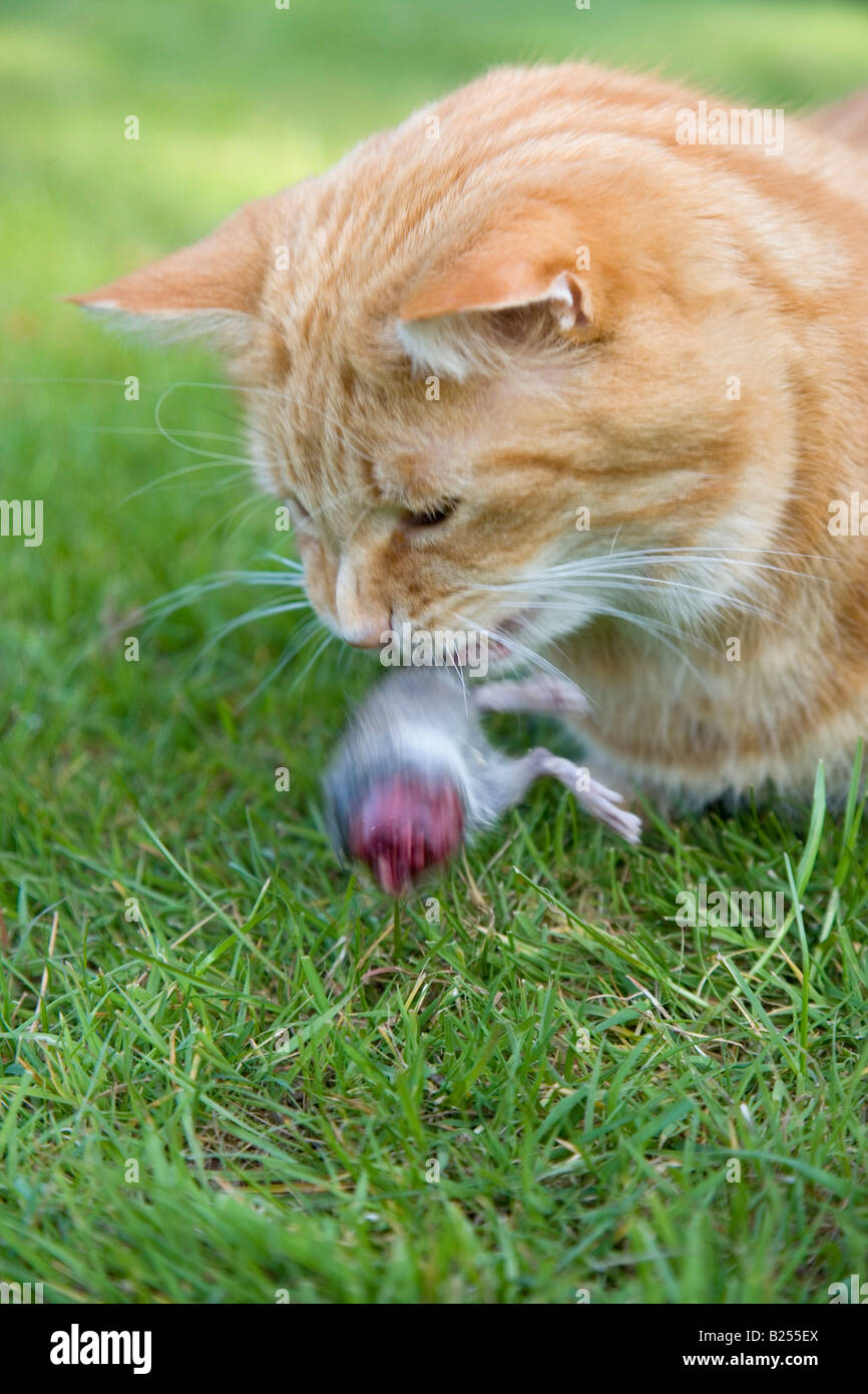 Ginger Domestic Cat Eating Prey Stock Photo - Alamy