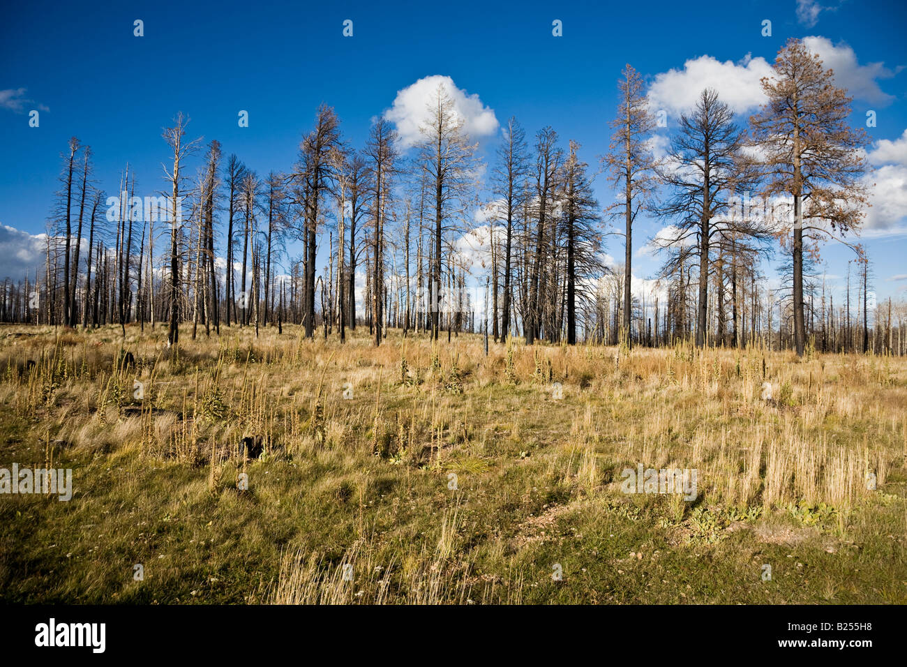 After Forest Fire Kaibab National Forest Arizona USA Stock Photo Alamy