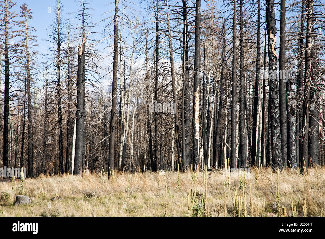 After Forest Fire Kaibab National Forest Arizona USA Stock Photo Alamy