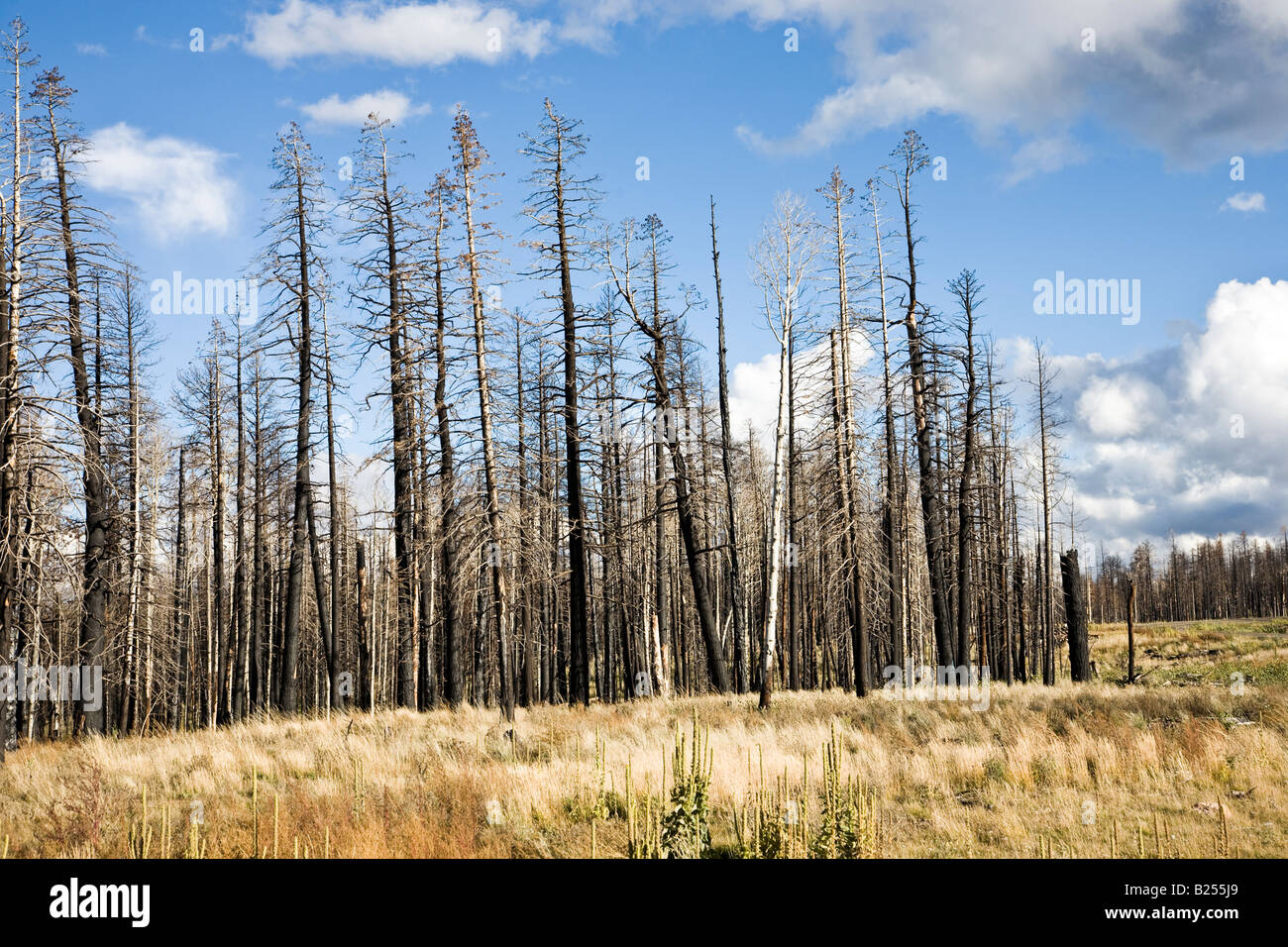 After Forest Fire Kaibab National Forest Arizona USA Stock Photo Alamy