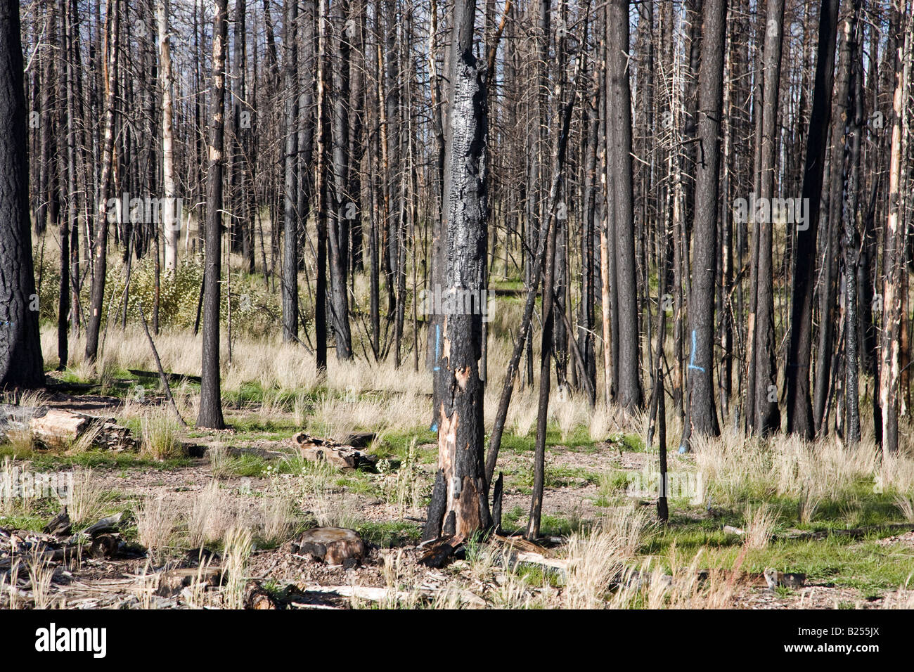 After Forest Fire Kaibab National Forest Arizona USA Stock Photo Alamy