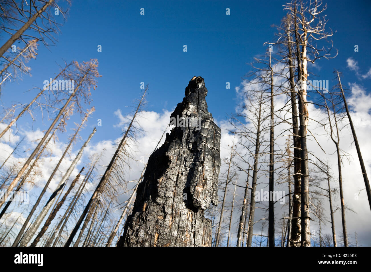 After Forest Fire Kaibab National Forest Arizona USA Stock Photo Alamy
