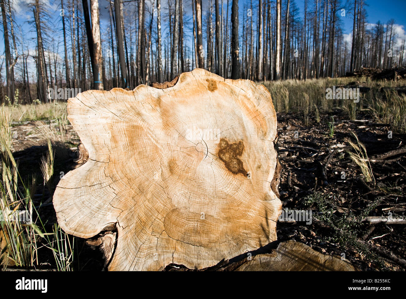Annual rings - Cutted tree, Kaibab National Forest in Arizona, USA Stock Photo