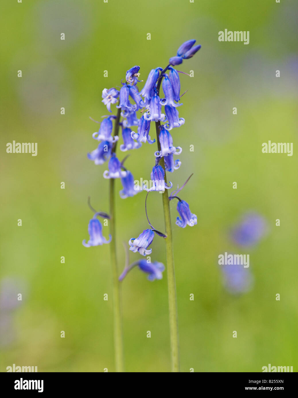 Bluebells growing in East Wood near the Tyne Valley village of Acomb, Northumberland, England Stock Photo