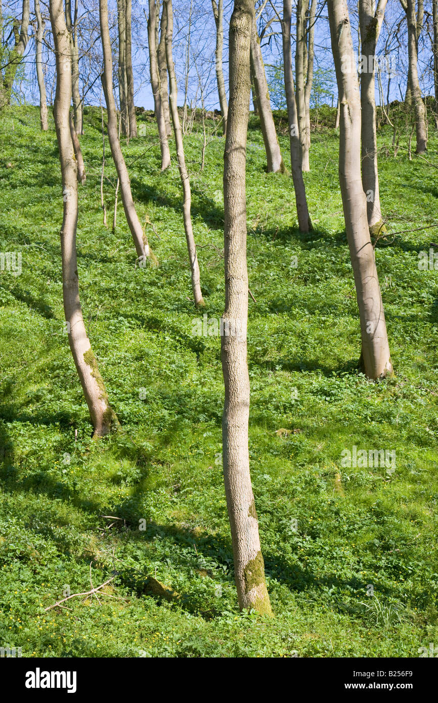 Spring Tree Trunk Tree Trunks on Hillside in Spring Stock Photo - Alamy