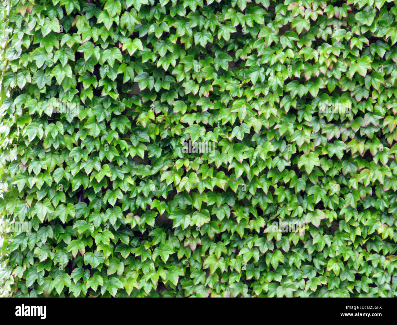 Virginia Creeper or Boston Ivy on the side of a house middle July Stock Photo
