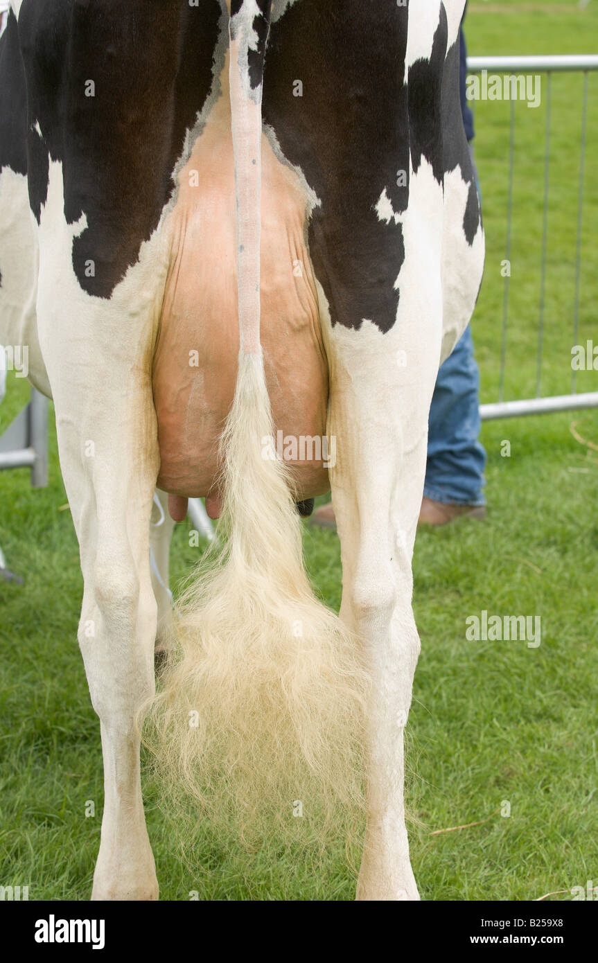 Rear of cow Stock Photo - Alamy
