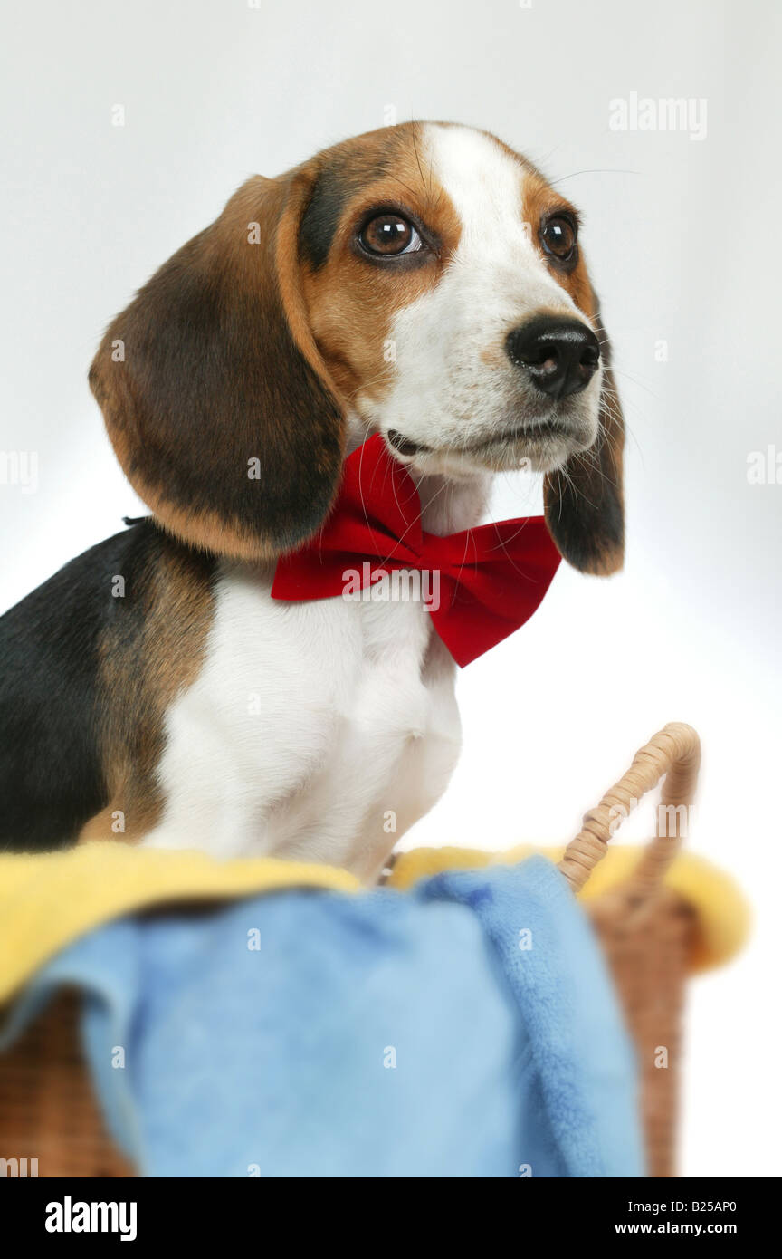 Puppy inside basket Stock Photo - Alamy